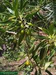 <b>Myoporaceae</b>
