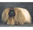 The Westminster Kennel Club | Breed Information: PEKINGESE
