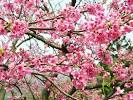 http://3.bp.blogspot.com/-1NqxODtOlDw/T6Qtbc6VypI/AAAAAAAABLA/S68MEnSXaQg/s1600/cherry-blossom-yang-ming.jpg