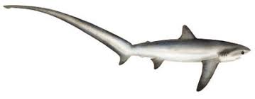 Thresher Shark