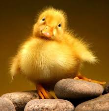 Lil' Quacker Cuties - Homestead Business Directory
