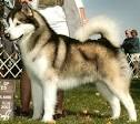 Alaskan Malamutes, Alaskan Malamute Rescue, Quinault Alaskan ...