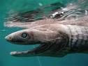 Life of Frilled Shark | Life of Sea