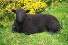 Black Sheep