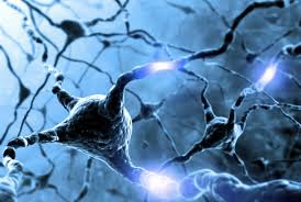 New Human Brain Atlas Based on Gene Expression - Science News <b>...</b>