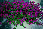 But in the case of <b>petunias</b>,