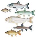 Cyprinidae Guide