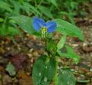 <b>Commelina</b> communis plant