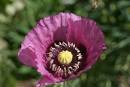 A Plant Palette That Deflects a Deer's Palate - Liberated Gardener