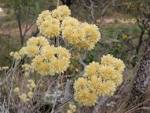 File:<b>Achyrocline</b> satureioides.