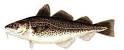Atlantic Cod,general information,reproduction,habitat,food,fishing ...