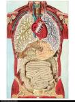 Anatomy And Physiology Study Guides Review: Essentials of human ...