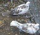 Pied - We Love Parrots !