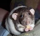 Dumbo rat | Flickr - Photo Sharing!
