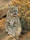Bobcats, Bobcat Pictures, Bobcat Facts - National Geographic