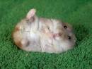 Q: My Syrian <b>hamster</b> keeps