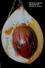 Nutmeg (<b>Myristica fragrans</b>)
