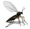 Gnat Control: Get Rid of Gnat Problems in House