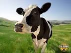Fun & Games | Real California Milk