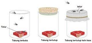 Asal-Usul Makhluk Hidup