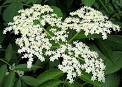 Common Elderberry
