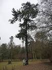 To give it its proper name, Pinus nigra subspecies laricio. - via Daymix