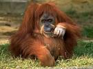 Orangutan-Endangered animals list-Our endangered animals | KONICA ...