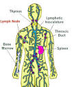 VAT: The Lymphatic System