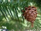 <b>Cunninghamia</b> lanceolata
