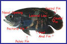 Fish Anatomy, Fin Identification