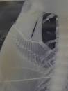 Gen Analysis/Phylogeny Lake Tanganyika Herring--25 MYA Marine ...
