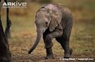 African elephant photo - Loxodonta africana - G4046 - ARKive