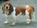 Basset Hound, Information and Pictures, Basset Hounds