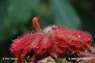 <b>Drosera</b> montana (<b>Drosera</b>