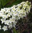 All About Hydrangeas, Home Page