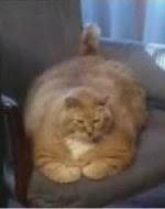 external image images?q=tbn:ANd9GcR3a6JyN9T7dr1ZojVPoUHH-N3-1BGaeyIOlw7cziLvvV1KvOf-WA