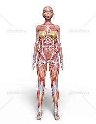女人体|女性の人体解剖模型 | トワテック