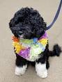 Obama Dog Bo