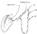 linguale e <b>nervo ipoglosso</b>