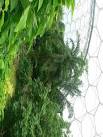 SX0455 : Interior of Humid Tropics Biome, Eden Project - via Daymix