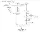Fructose - Wikipedia, the free encyclopedia