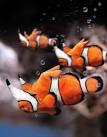 amazing photoshopped animals