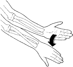 Pronation of forearm