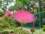 <b>albizzia</b> julibrissin.jpg
