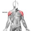 Deltoid muscle - Wikipedia, the free encyclopedia