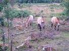 Przewalski's Horse. Three of these horses now graze in a 12 acre (49000 m²) - via Daymix