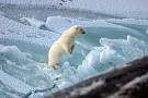 North Pole Polar Bears