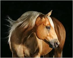 images?q=tbn:ANd9GcR4R_Q3MsEfRDScIrRPpPujZYF9UhZi3hwO3SxL6dGoNEisJYIcLA