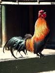 File:Rooster crowing nsw.jpg - Wikipedia, the free encyclopedia