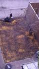 Agent Orange? A chemical defoliant used on my neighbor's backyard ...
